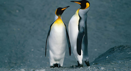 Pinguini e clima: i satelliti svelano come cambia la loro dieta